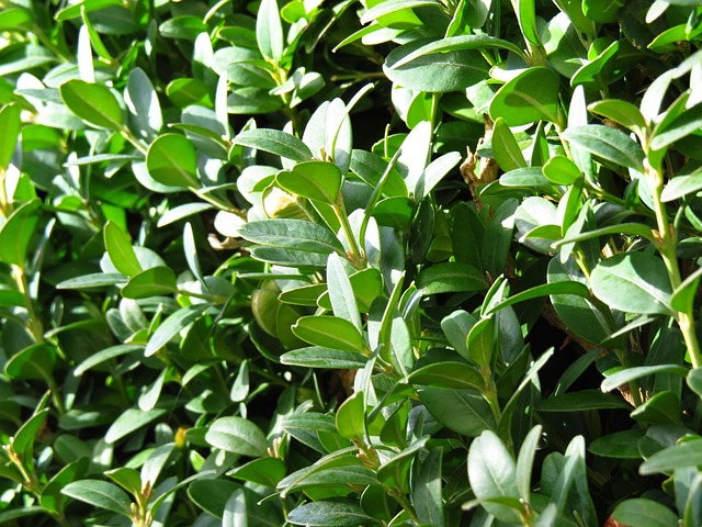 živý buxus