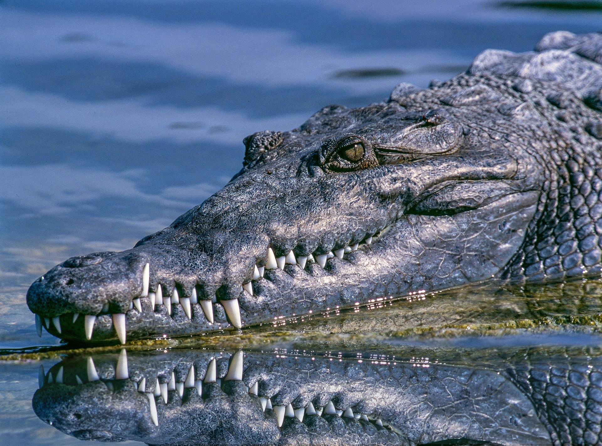 hlava krokodýla