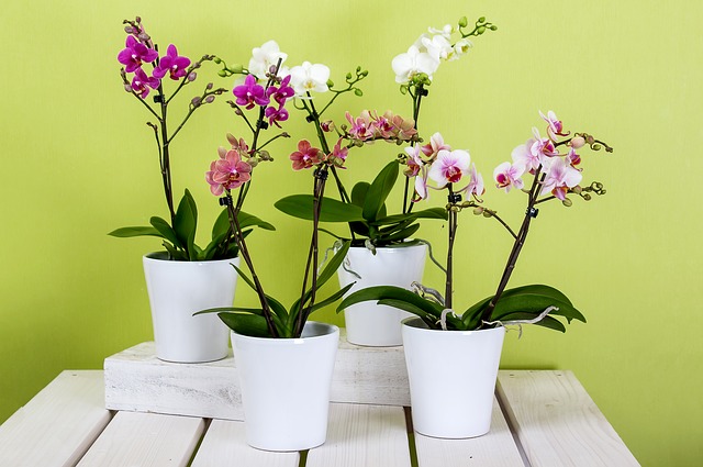 čtyři orchideje.jpg